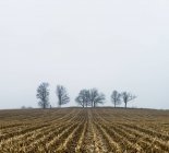 Campo de maíz en invierno - foto de stock