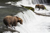 Deux ours bruns — Photo de stock