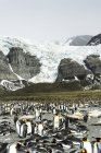 Колонія королівських пінгвінів у воді — стокове фото