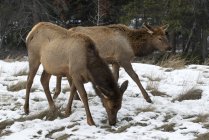 Cervos pastando através da neve — Fotografia de Stock