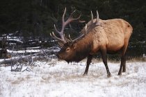Bull elk walking — Stock Photo