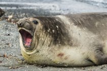 Southern Elephant seal — Stock Photo
