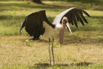 Marabou stork stretching wings — Stock Photo