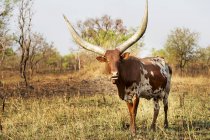 Vaca de cuernos en el campo durante el día; Uganda - foto de stock