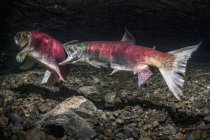 Sockeye Salmon attacks another — Stock Photo