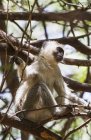 Vervet мавпа сидить — стокове фото