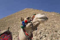 Camel standing against pyramid — Stock Photo