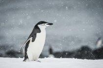 Chinstrap Пингвин ходить в снегопад — стоковое фото