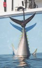 Blauflossen-Thunfisch, der vor der Küste Kap-Kabeljaus vom Boot hängt; Massachusetts, Vereinigte Staaten von Amerika — Stockfoto