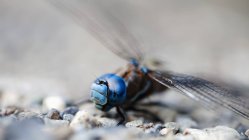 Blue dragonfly on gravel; Kenmore, Washington, United States of America — Stock Photo