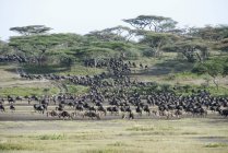 Gran manada de ñus - foto de stock