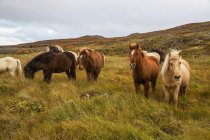Cavalos islandeses pastando — Fotografia de Stock