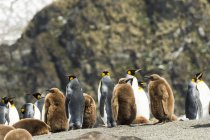 Королівські пінгвіни на піщаному березі — стокове фото