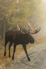 Large bull moose — Stock Photo