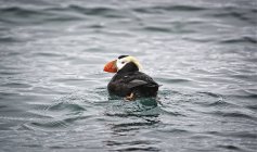 Tufted puffin nuoto in acqua, vista posteriore — Foto stock