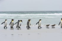 Pingüinos rey y patos de vapor - foto de stock