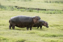 Жінки і молодий Hippopotamos — стокове фото