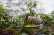 Topfpflanzen im Ruiyu-Hof — Stockfoto