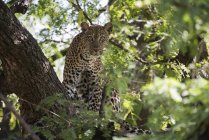 Leopardo mirando desde el árbol - foto de stock