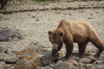 Scrofa di orso bruno — Foto stock