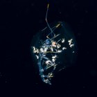 Phronima amphipod contra fundo preto, close-up — Fotografia de Stock