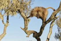 Gelada climbing on tree — Stock Photo