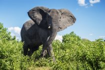 Африканский слон стоит на земле — стоковое фото