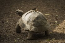 Galapagos tartaruga gigante — Foto stock
