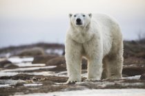 Polar bear standing on coast — Stock Photo