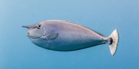 Schöne Paletail Einhorn-Fische schwimmen unter Wasser, Tierwelt — Stockfoto