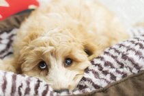 Cute dog lays in bed — Stock Photo