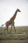 Grande maschio Maasai Giraffa — Foto stock