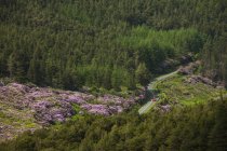 Waldfahrt durch die umgeknickten Berge — Stockfoto