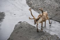 Bull caribou on river water — Stock Photo