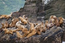 Leões marinhos deitados em penhasco rochoso — Fotografia de Stock
