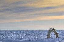 Osos polares sparring - foto de stock