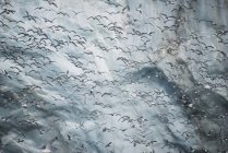 Mass of kittiwakes flying past ice cliff — Stock Photo