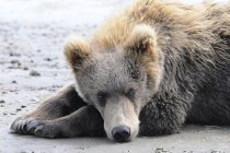 Urso marrom coloca na areia — Fotografia de Stock