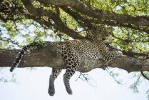 Leopardo extendido en el árbol - foto de stock