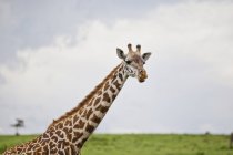 Жираф стоит на зеленой траве — стоковое фото