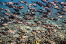 Школа коричневий Surgeofish — стокове фото