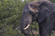 Elefante africano in piedi — Foto stock