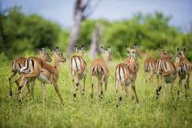 Impala läuft auf Gras — Stockfoto