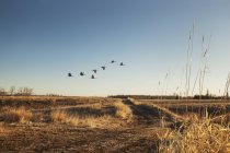 Flock of birds fly over farm — Stock Photo
