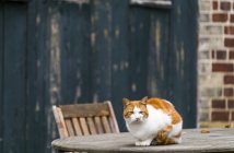 Gato senta-se na mesa de madeira — Fotografia de Stock