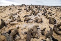 Cape Fur Seals — Stock Photo