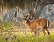 White-tailed deer — Stock Photo