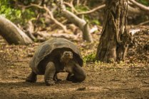 Galapagos tartaruga gigante — Foto stock