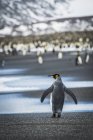 Король пингвин ходит — стоковое фото