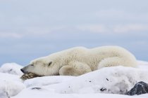 Deitado Urso polar — Fotografia de Stock